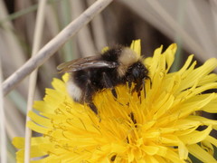 Bombus sylvestris