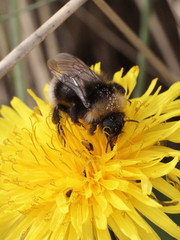 Bombus sylvestris