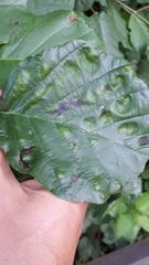 Taphrina sadebeckii