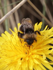 Bombus sylvestris