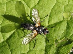 Phyllomya volvulus