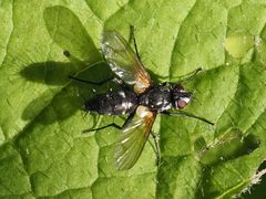Phyllomya volvulus
