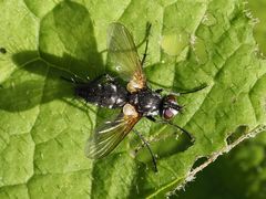 Phyllomya volvulus