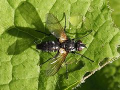 Phyllomya volvulus