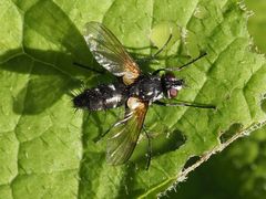 Phyllomya volvulus