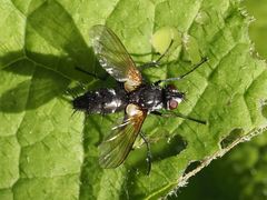 Phyllomya volvulus