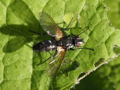 Phyllomya volvulus