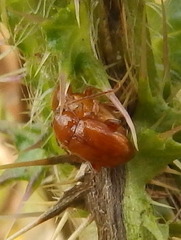 Neocrepidodera transversa