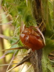 Neocrepidodera transversa