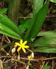 Curculigo orchioides
