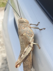 Anacridium flavescens