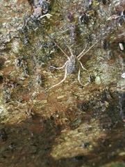 Lacinius horridus