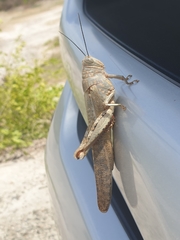 Anacridium flavescens