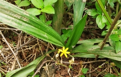 Curculigo orchioides