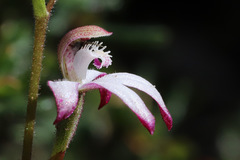 Caladenia clarkiae