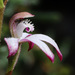 Caladenia clarkiae - Photo (c) Vik Dunis, μερικά δικαιώματα διατηρούνται (CC BY-NC), uploaded by Vik Dunis