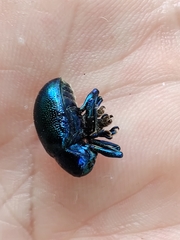 Platycorynus peregrinus