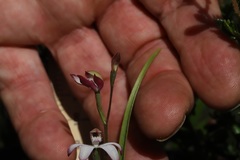Caladenia clarkiae