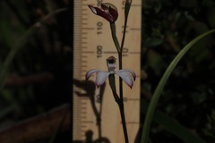 Caladenia clarkiae