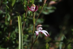 Caladenia clarkiae