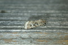 Ectopatria clavigera