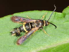 Synanthedon decipiens
