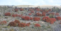 Gyrostemon australasicus