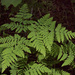 Pacific Oak Fern - Photo (c) Susan, some rights reserved (CC BY-NC), uploaded by Susan