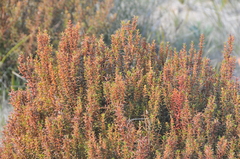Gyrostemon australasicus
