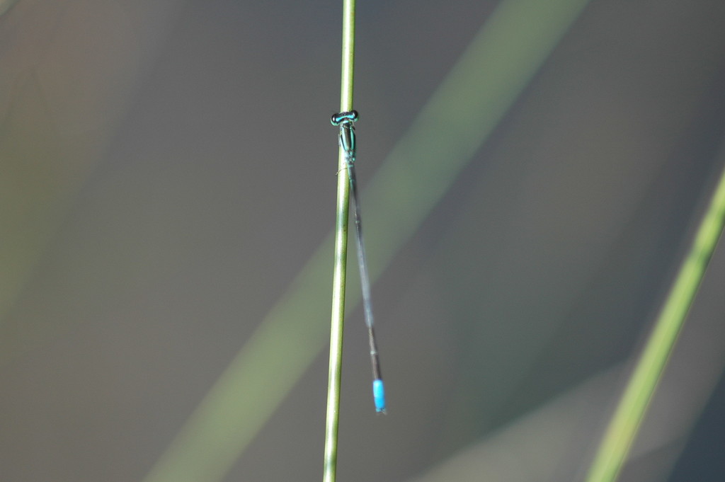 Aciagrion migratum