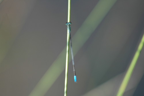 Aciagrion migratum