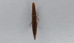 Paracephaleus hudsoni