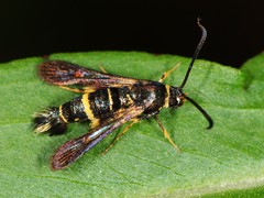 Synanthedon decipiens