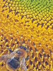 Bombus pascuorum