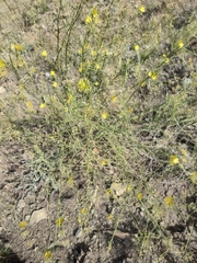 Chondrilla brevirostris