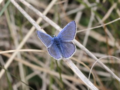Polyommatus icarus