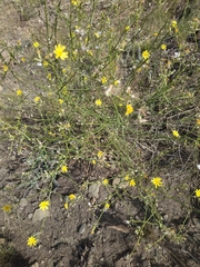 Chondrilla brevirostris