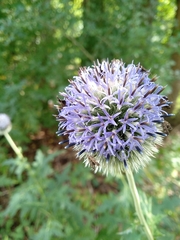 Echinops exaltatus