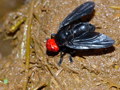 Bromophila caffra