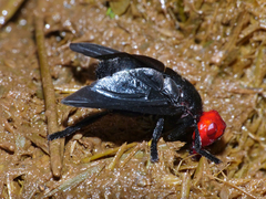 Bromophila caffra