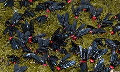 Bromophila caffra