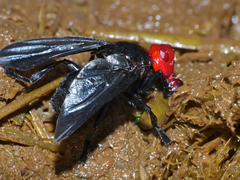 Bromophila caffra