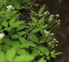 Cardamine macrophylla