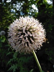 Echinops exaltatus