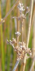 Juncus australis