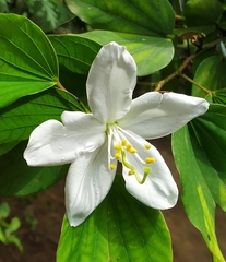 Bauhinia acuminata