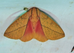 Syssphinx bisecta