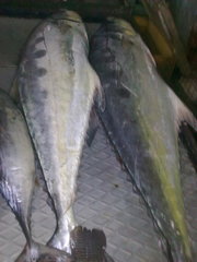 Scomberoides tol