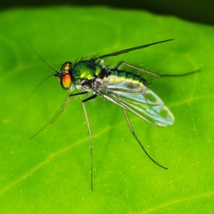 Condylostylus comatus