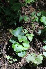 Micranthes manchuriensis